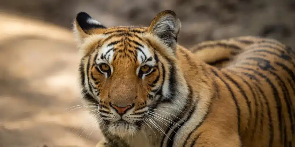 tiger-in-jim-corbett-national-park