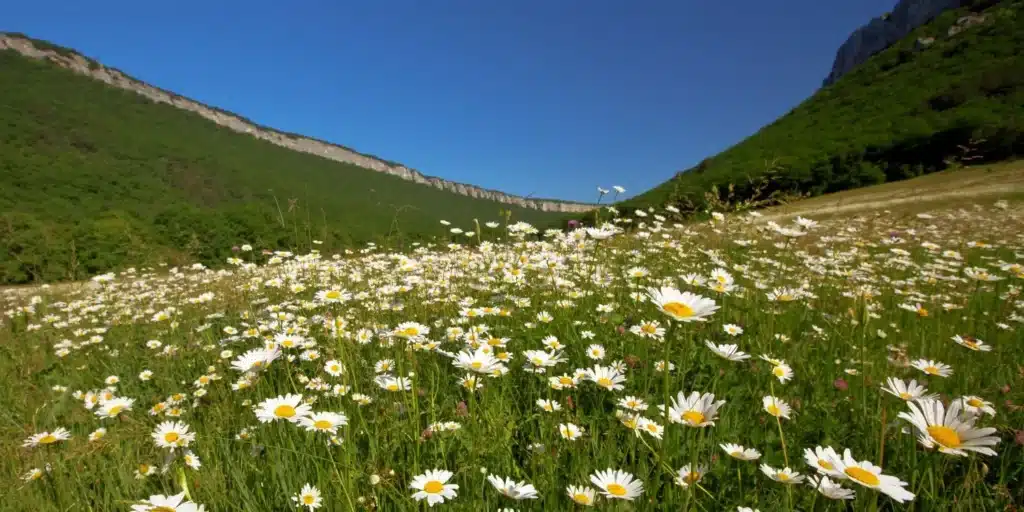 valley of flower